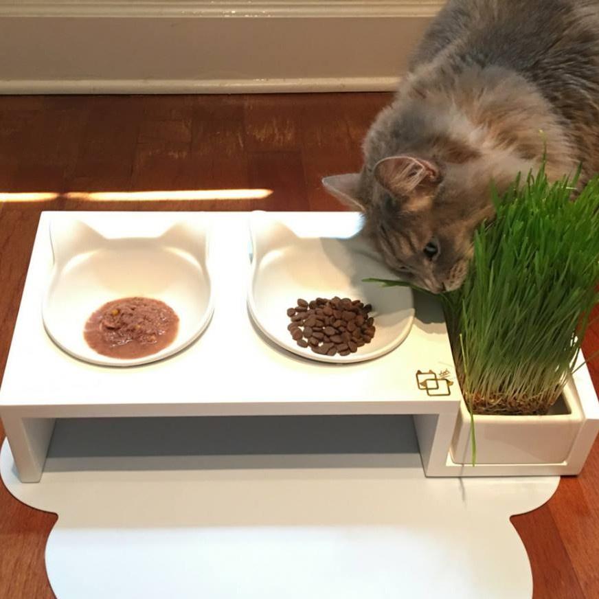 Gói hạt giống cỏ trồng cho mèo hỗ trợ tiêu hoá cho mèo