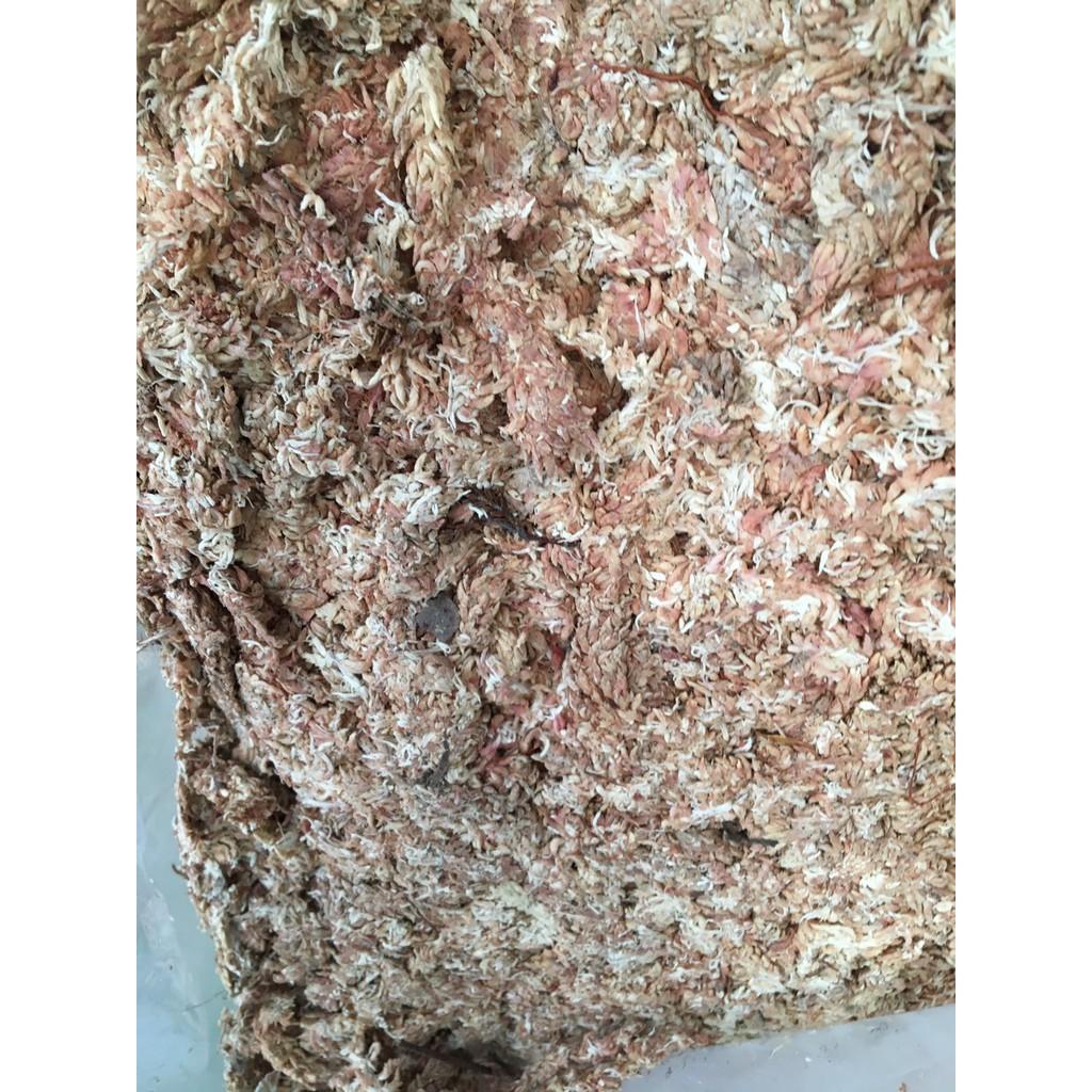 Dớn chi lê con sâu 100gr dùng ươm cây con
