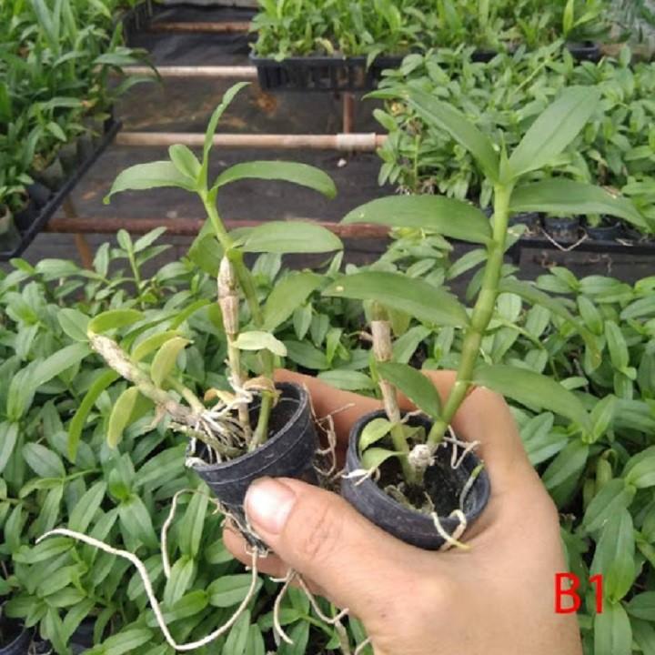 1 BẢNG PHI ĐIỆP LAI TO ĐẸP HÀNG GIEO HẠT