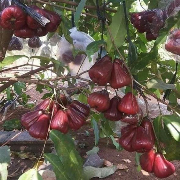 Giống mận đỏ an phước