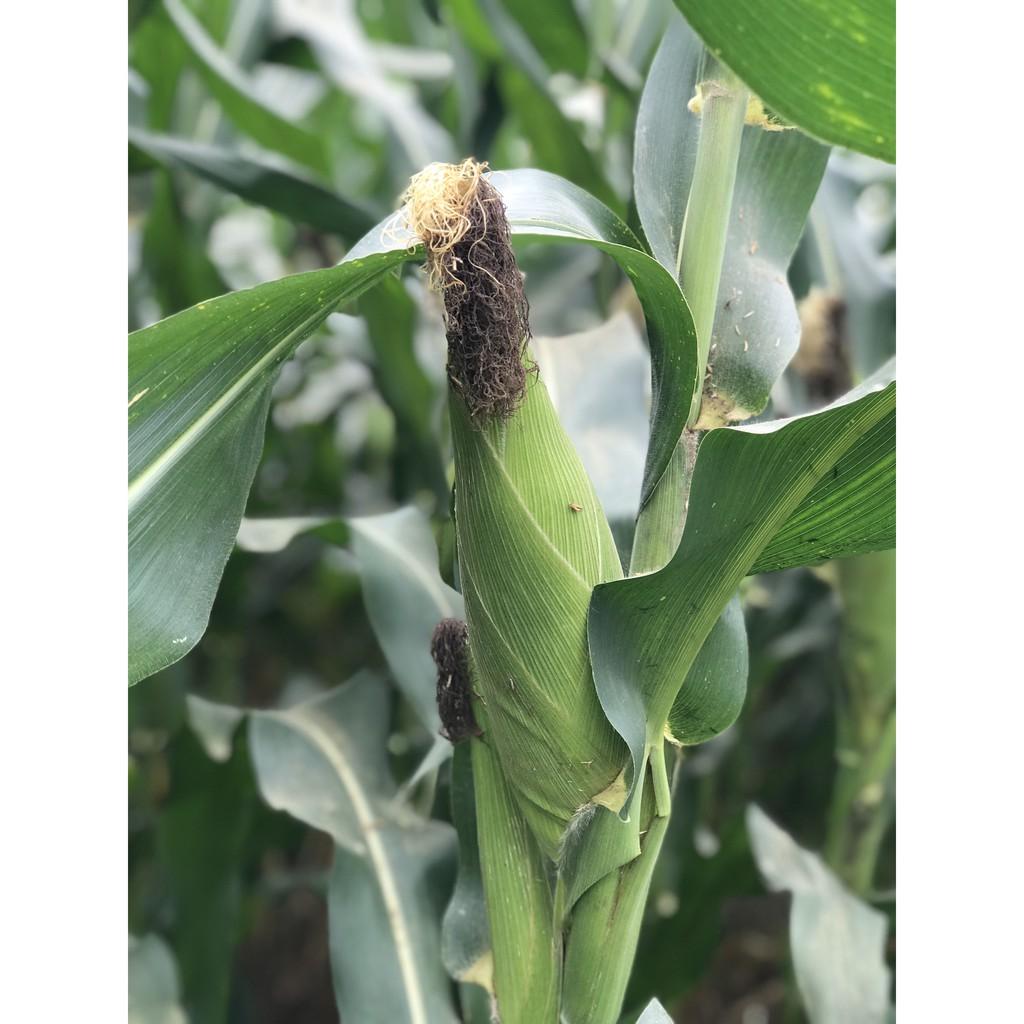 Hạt giống ngô lai F1 MK399 1kg