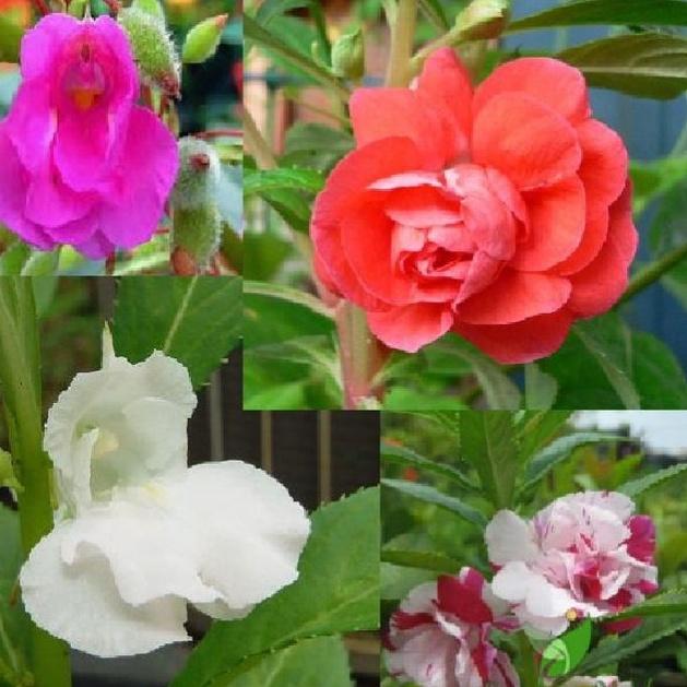 Combo 2 gói hạt giống hoa móng tay kép-gói 50 hạt/tặng kèm gói phân bón lót