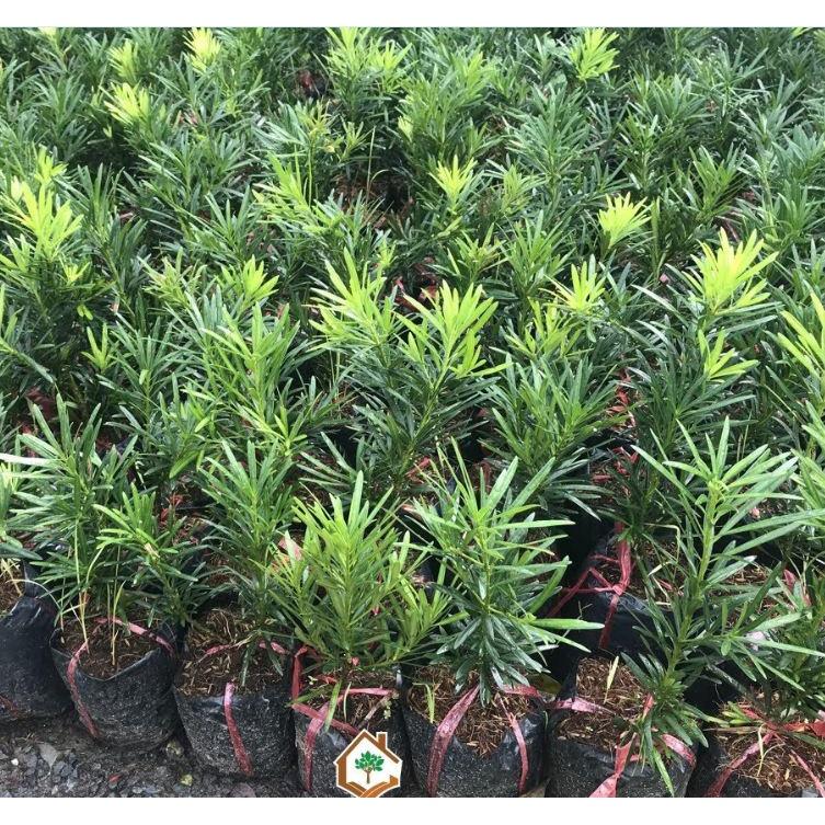 Combo 2 gói Hạt giống cây tùng la hán - Gói 10 Hạt/Tặng gói kích thích hạt nảy mầm-HGNN