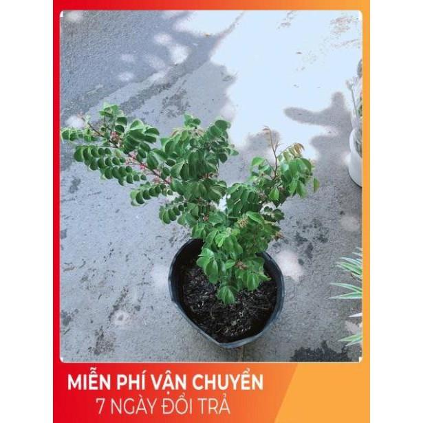 Cây Khế Cho Quả Nhiều