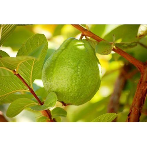 CÂY GIỐNG ỔI LÊ ĐÀI LOAN