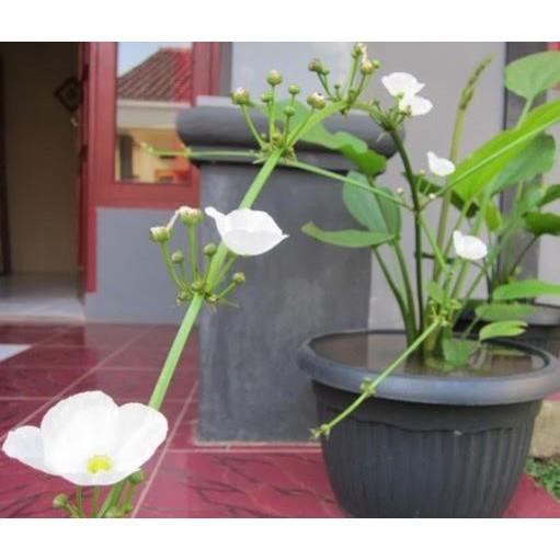 CHẬU CÂY BÁCH THỦY TIÊN MANG LẠI MAY MẮN CHO GIA CHỦ, CỰC DỄ TRỒNG
