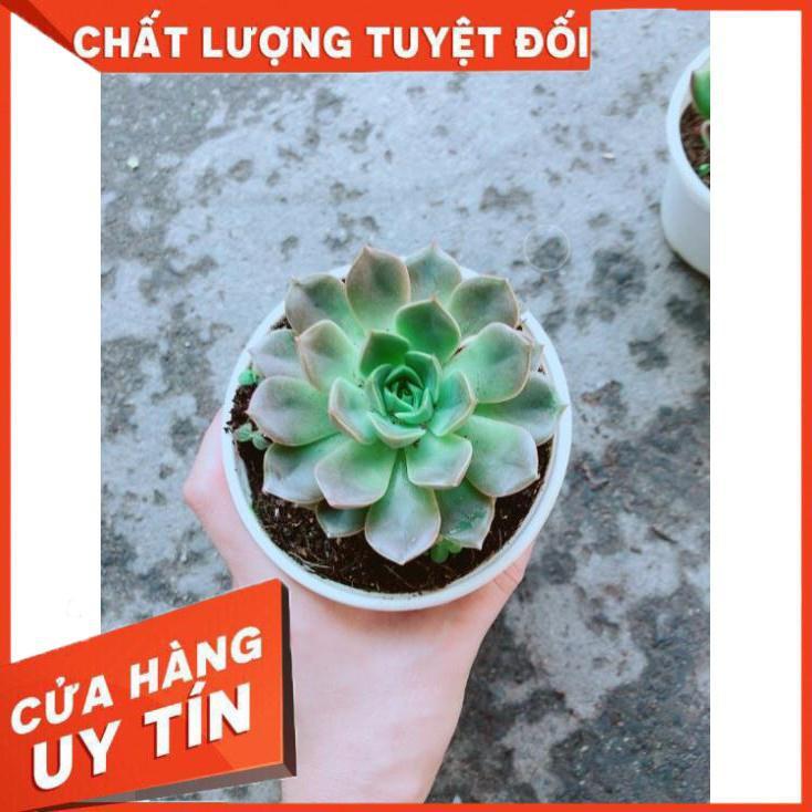 Chậu Sen Đá Hoa Hồng Đen Nhiều Người Mua