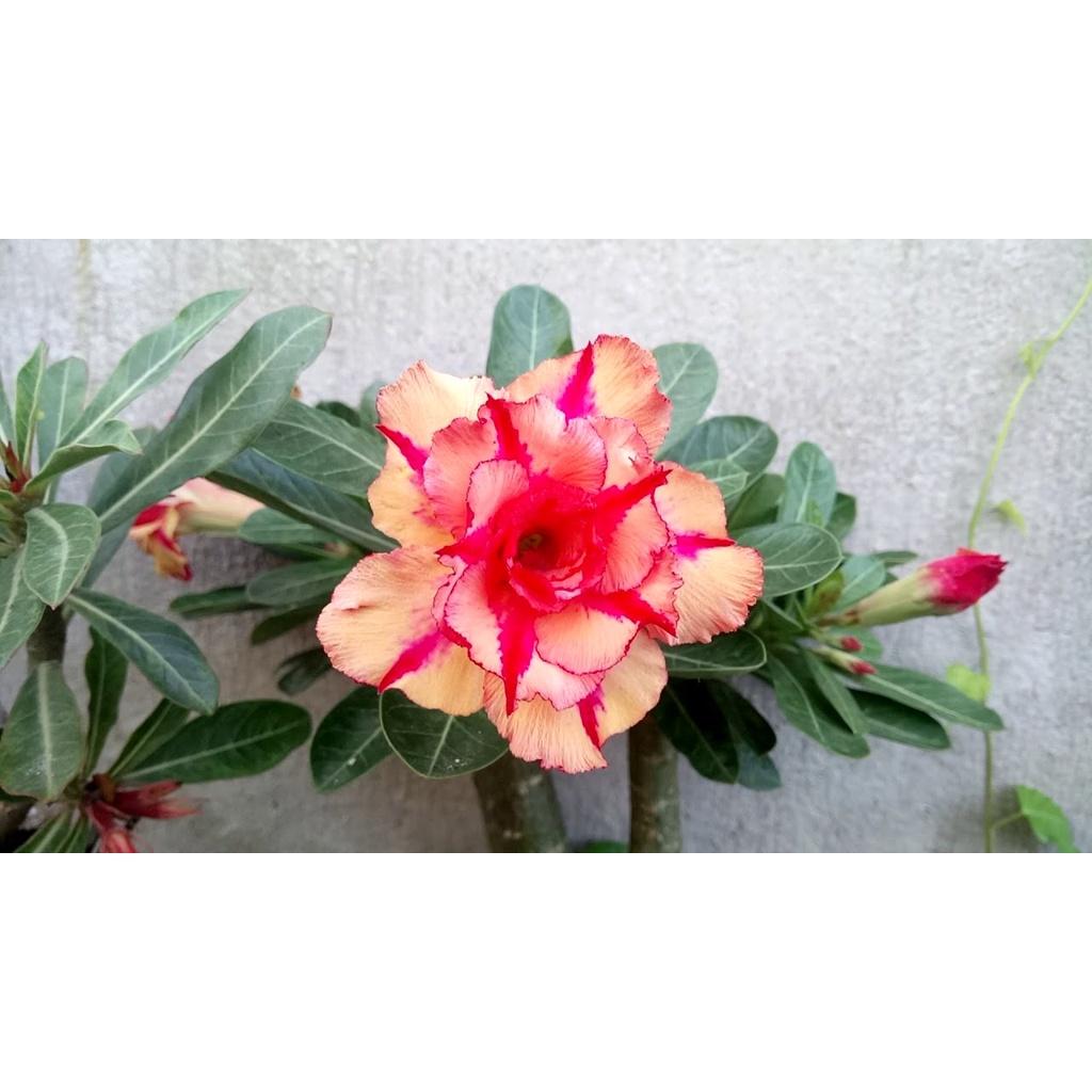 Cây sứ thái kép " KIM ANH " - củ size to đại bự ,rễ quái thành hình, hàng tuyển loại 1