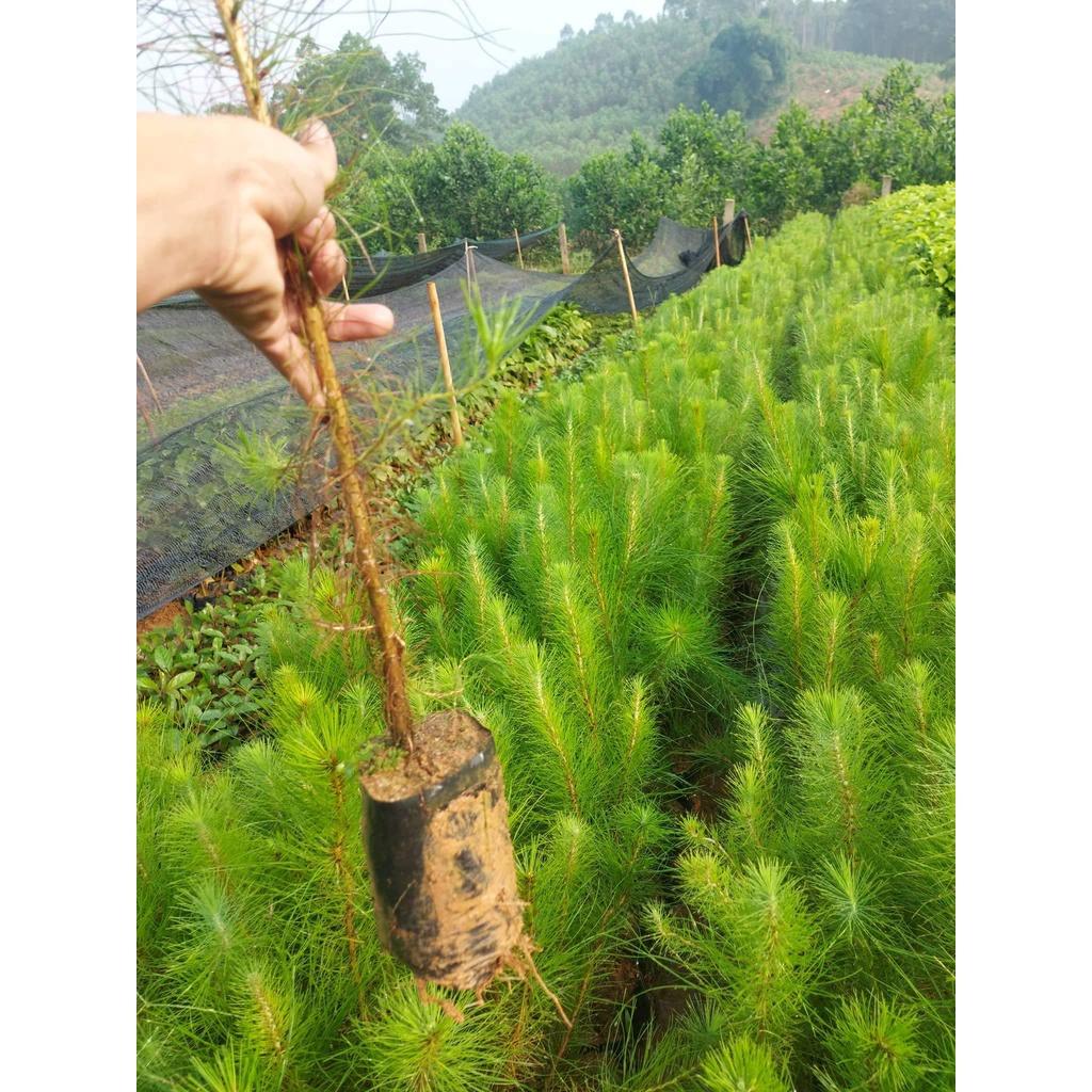 100gram hạt giống cây thông 2 lá
