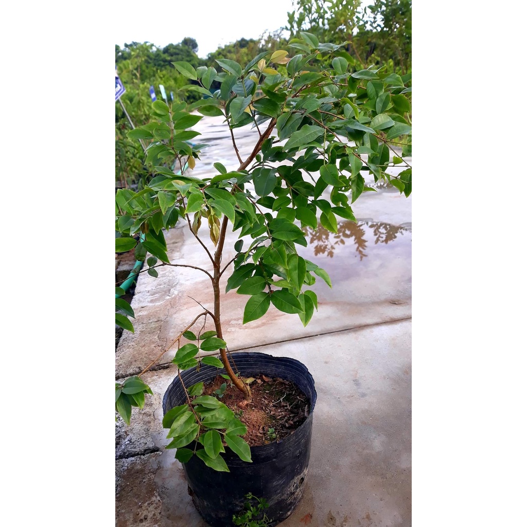 CÂY GIỐNG NHO THÂN GỖ NAM MỸ 18 THÁNG CHO TRÁI
