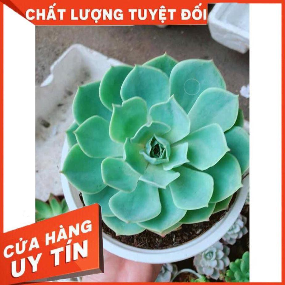 Sen đá xanh đất Nhiều Người Mua