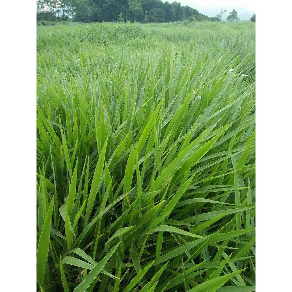 Hạt giống cỏ Ruzi - Cỏ chịu dẫm đạp