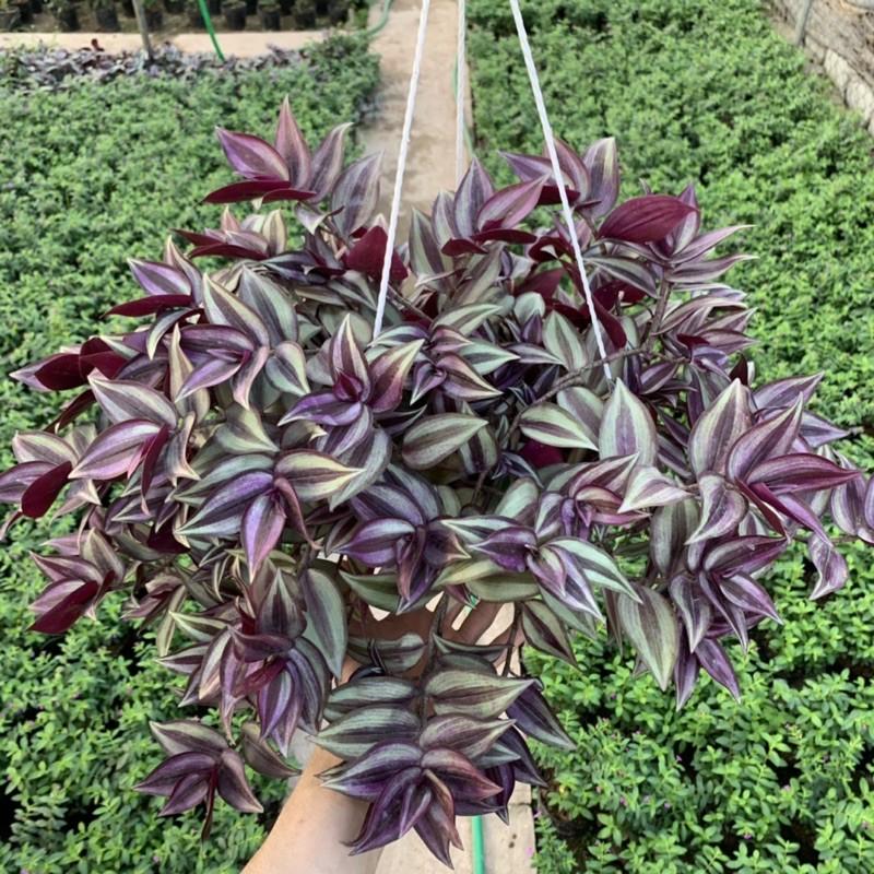 Chậu thài lài treo rủ dài 15-20cm, màu sắc nổi bật đẹp mắt, chậu cây treo trang trí ban công, sân vườn