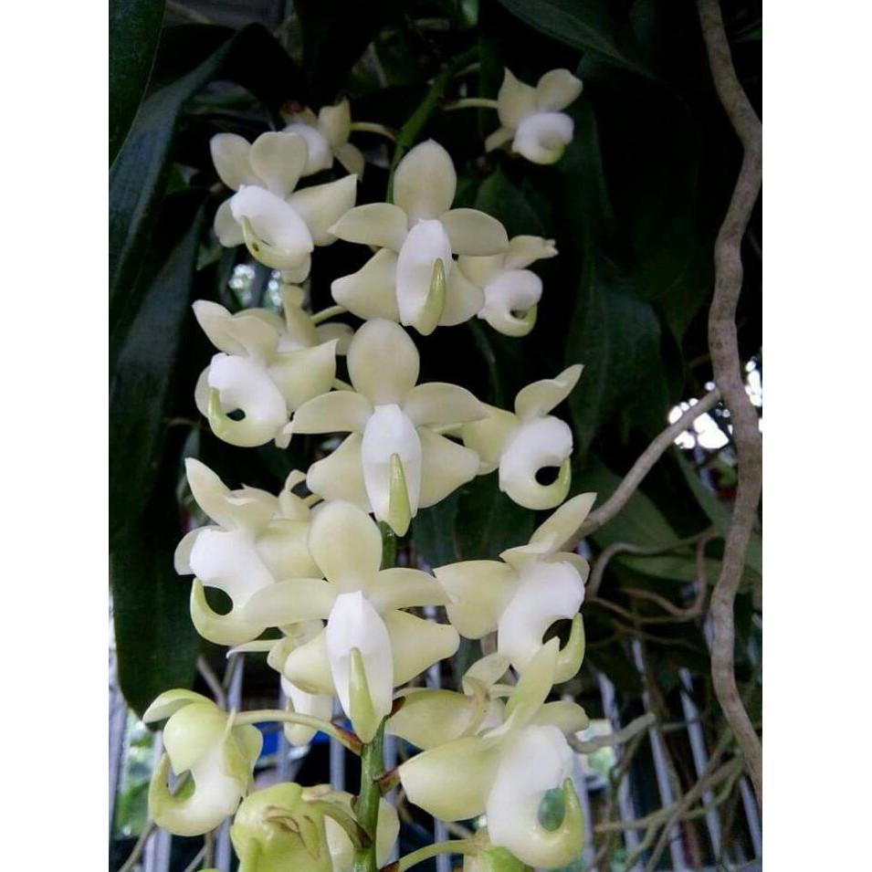 Hoa phong lan quế lan hương