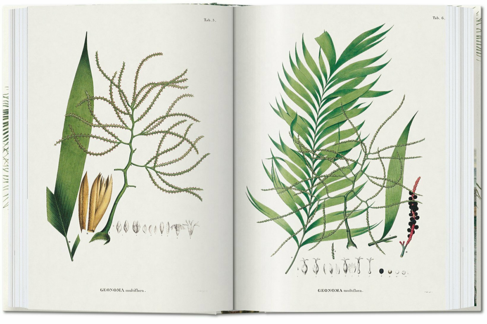 Artbook - Sách Tiếng Anh - Martius. The Book of Palms. 40th Ed.