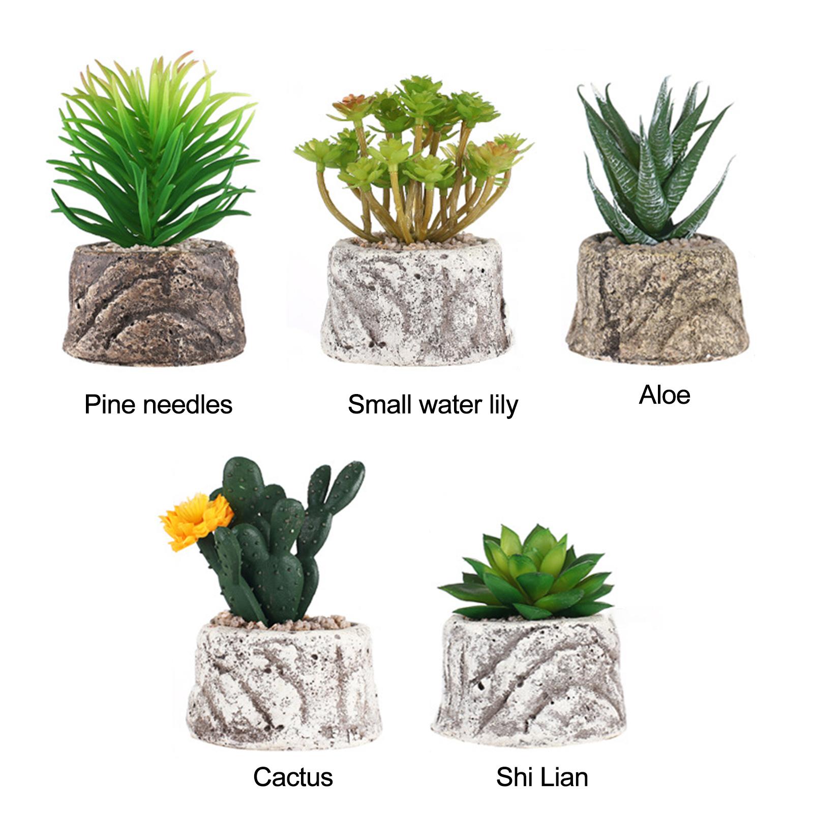 Cây Cảnh Mini Tươi Mọng Nước