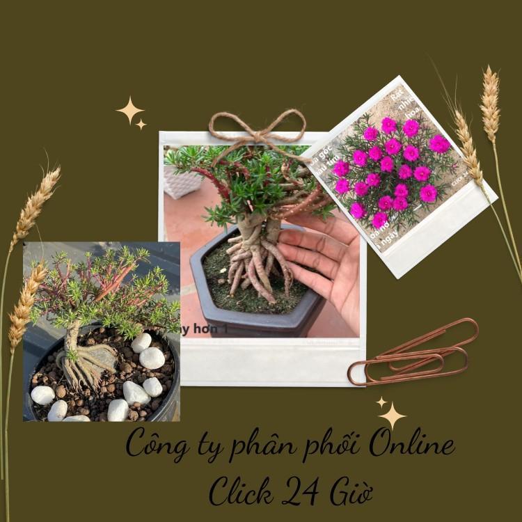 10 Cành Giống Hoa Mười Giờ Bonsai Loại Chuyên Nuôi Gốc To Để Làm BonSai Trồng Được Lâu Năm Hoa Nở Cả Ngày Giống Chuẩn