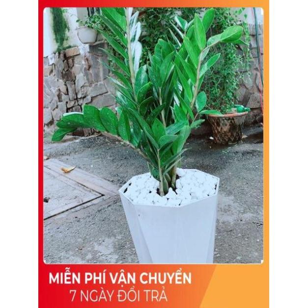 Chậu Kim Tiền Size Đại