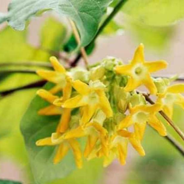 Sản phẩm CÂY GIỐNG HOA THIÊN LÝ