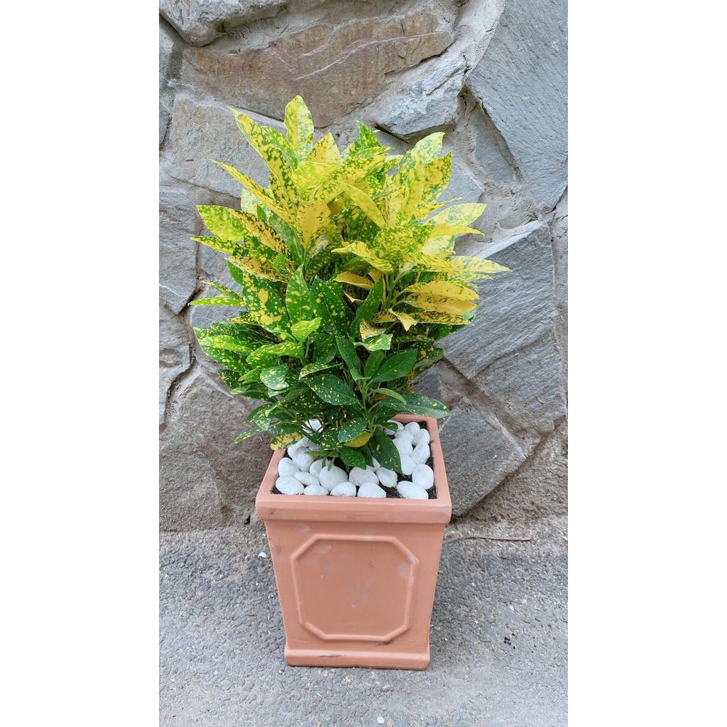 Chậu Cây Vàng Bạc