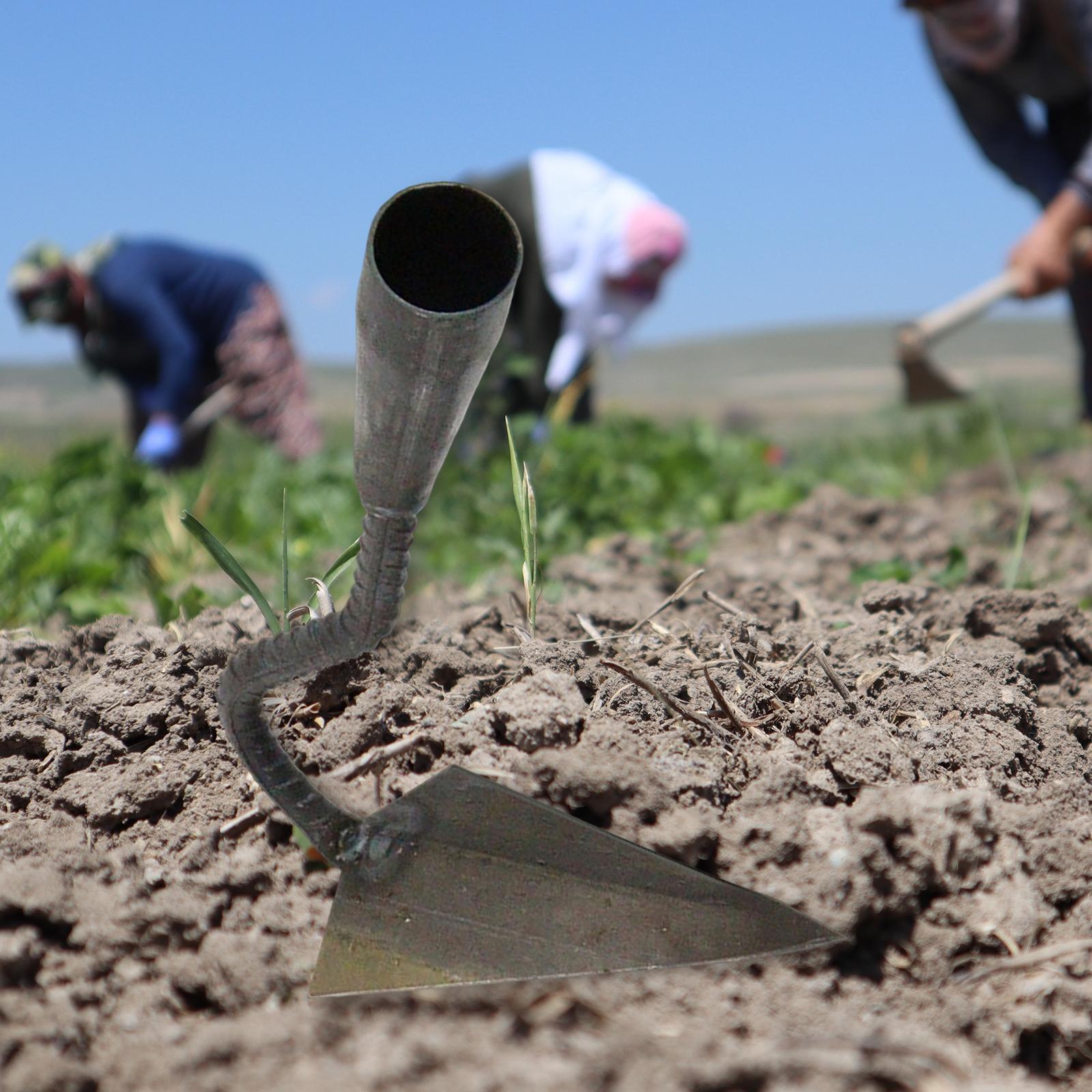 Garden Swoe Hoe Forging Process for Backyard Agriculture Soil Loosening