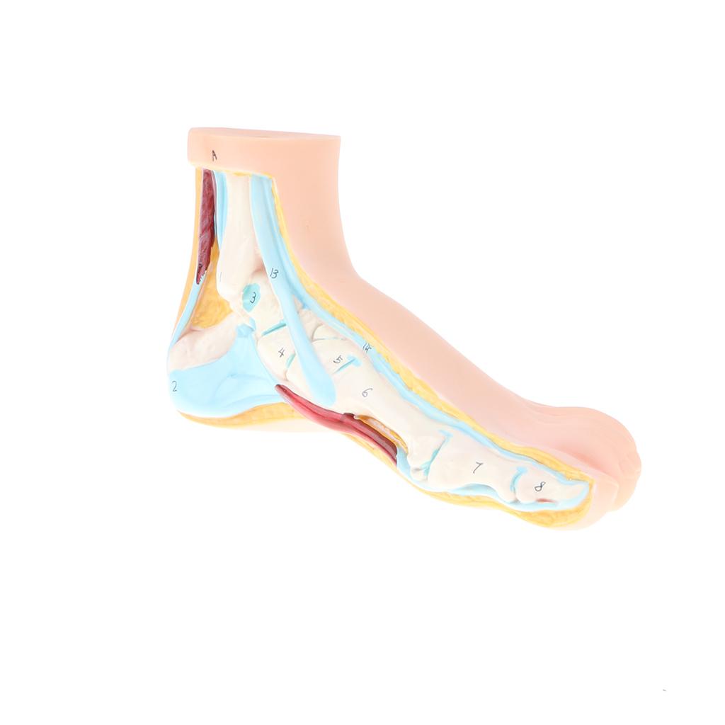 1:1 Lifesize Human Normal Foot Model with Ligaments Bones Muscles Anatomical Model Kit