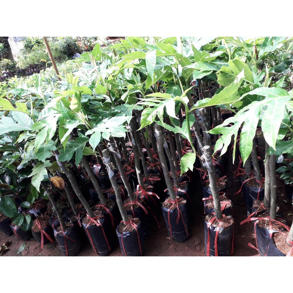 Cây giống Sa Kê ghép cho quả sớm.