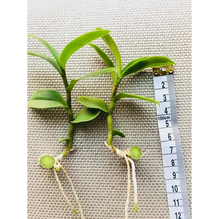 Phi điệp 5CT TIÊN SA siêu đẹp