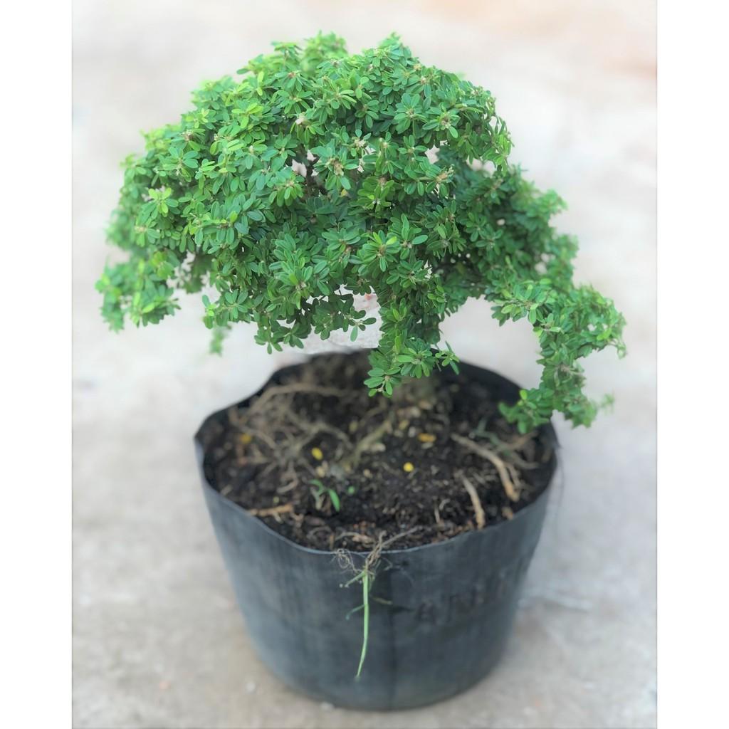 Chậu cây Linh Sam lá nhỏ dáng Bonsai