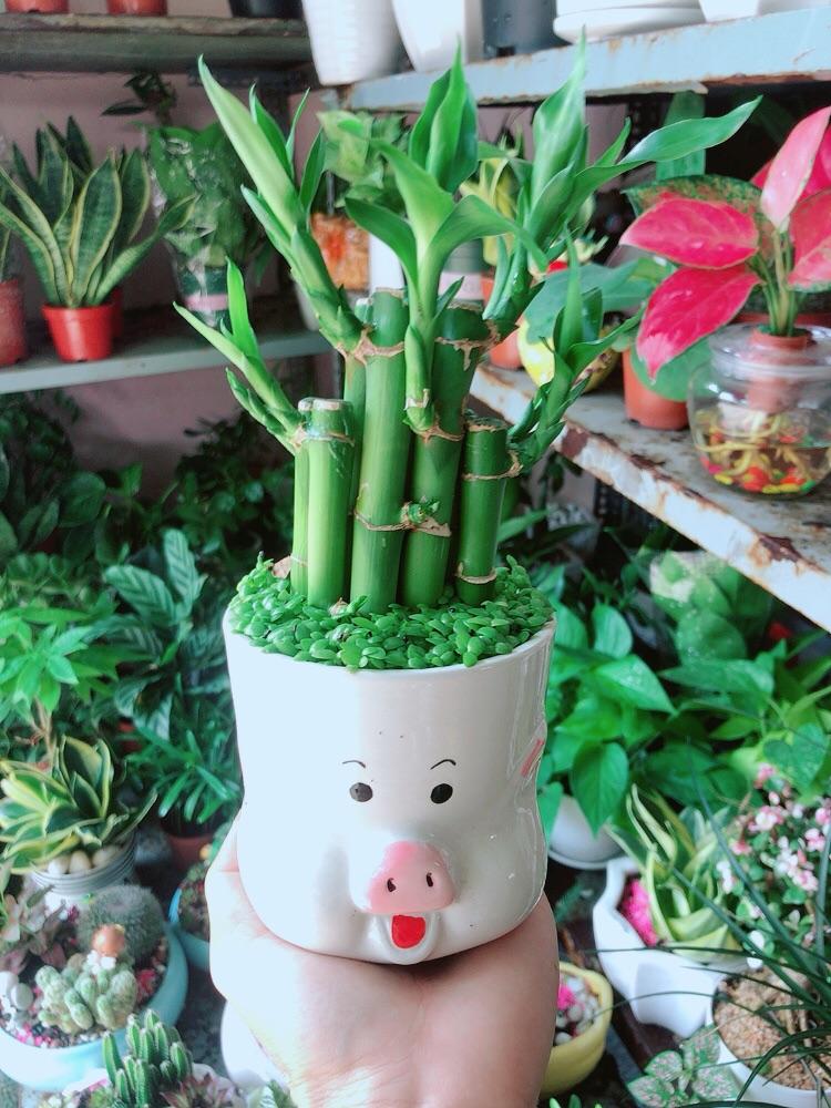 Chậu Cây Trúc Phát Tài