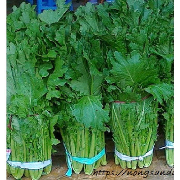 Hạt giống rau cải mèo cao sản KNS3383 - 1 gói 10gram