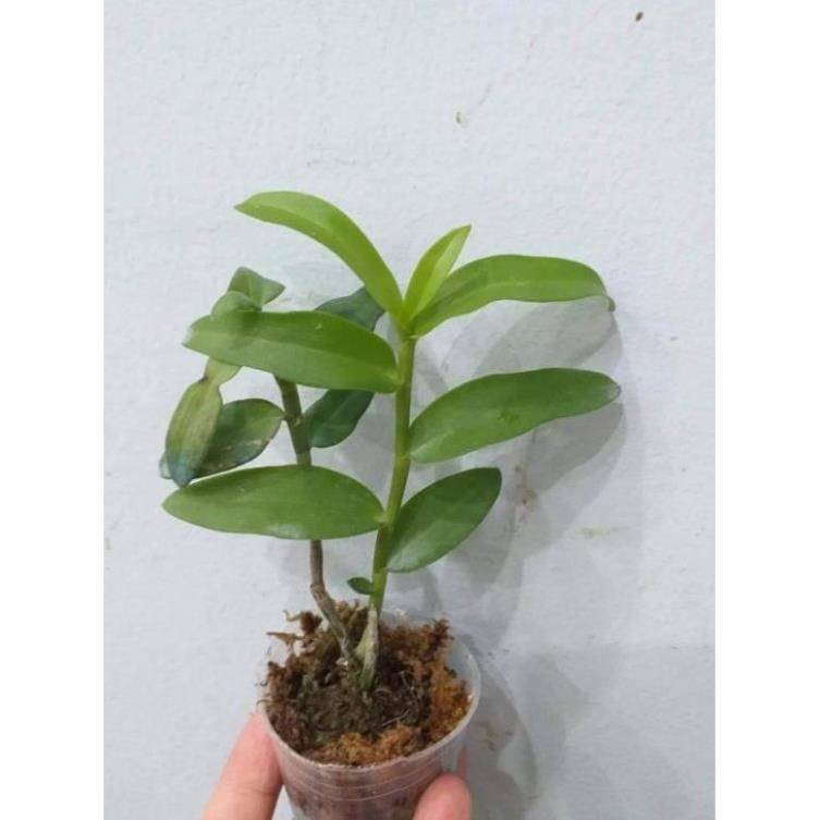Hoa phong lan - 5ct lâm đồng gieo hạt