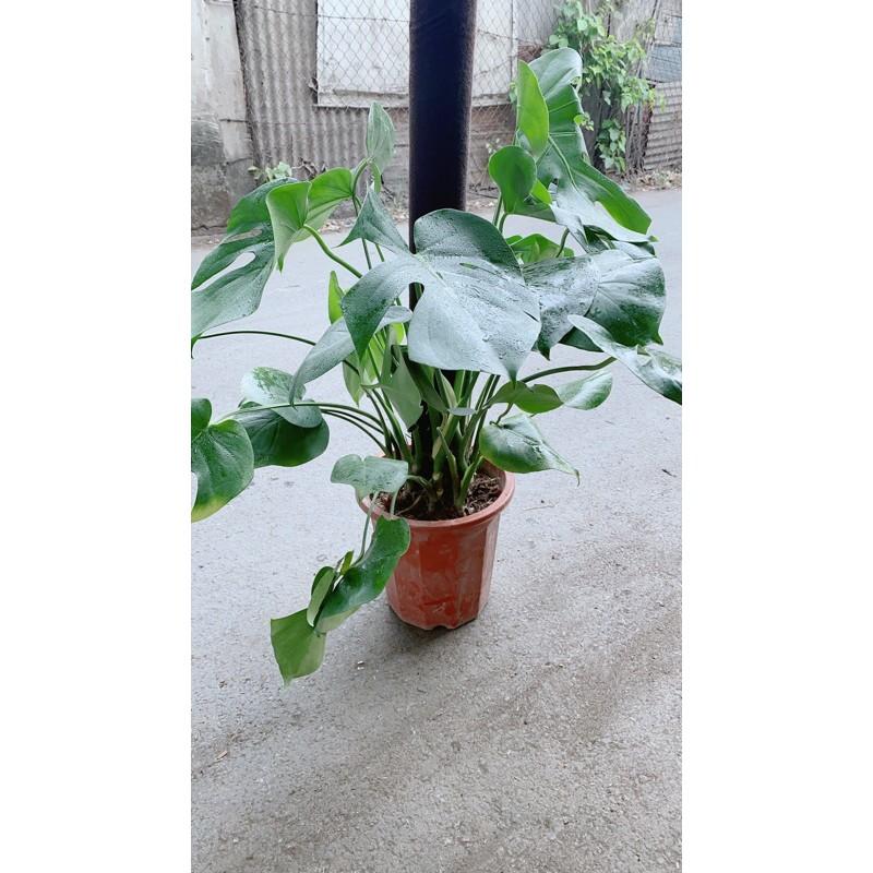 Trầu Bà Lá Rách Leo