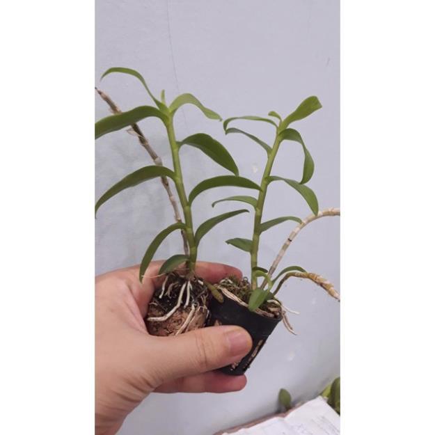 Sản Phẩm Hoa phong lan phi điệp trắng