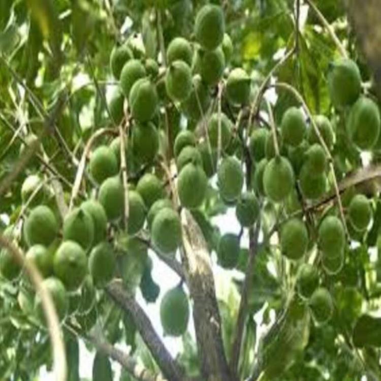 CÂY GIỐNG HẠT MACCA HÀNG GIEO HẠT