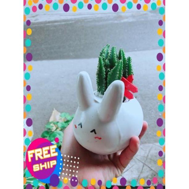 Chậu Xương Rồng Thanh Sơn Thỏ Trắng