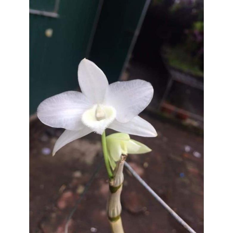 Trầm trắng lai cốc giống