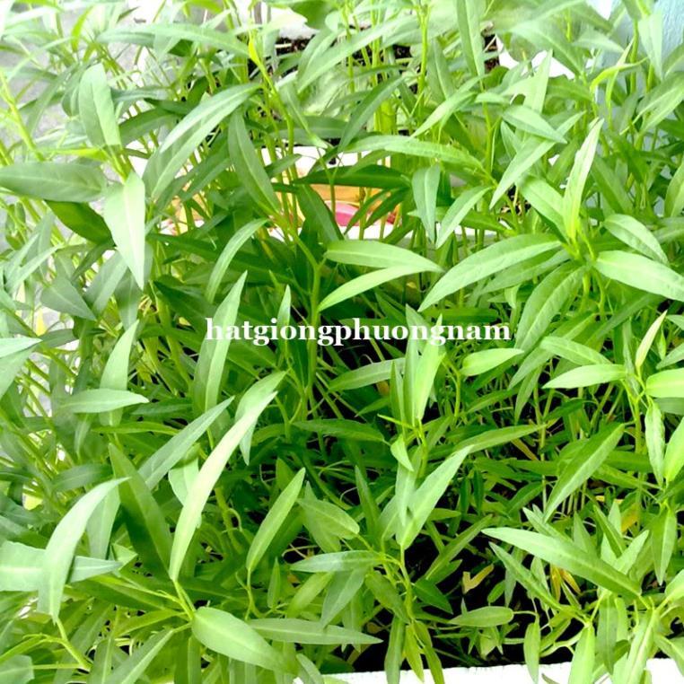 50GR - HẠT GIỐNG RAU MUỐNG