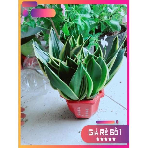 Chậu Lưỡi Hổ Thái Xanh