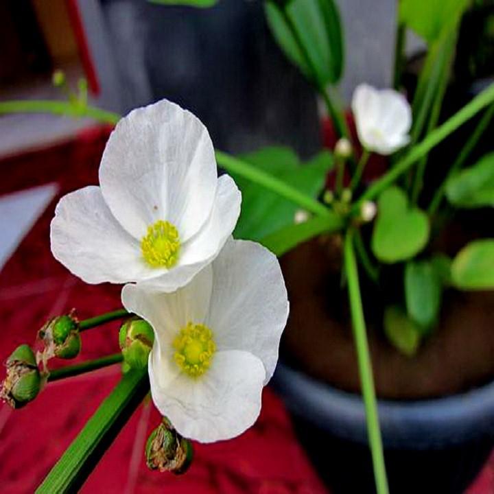 CHẬU CÂY BÁCH THỦY TIÊN -DỄ TRỒNG,MANG LẠI MAY MẮN CHO GIA CHỦ
