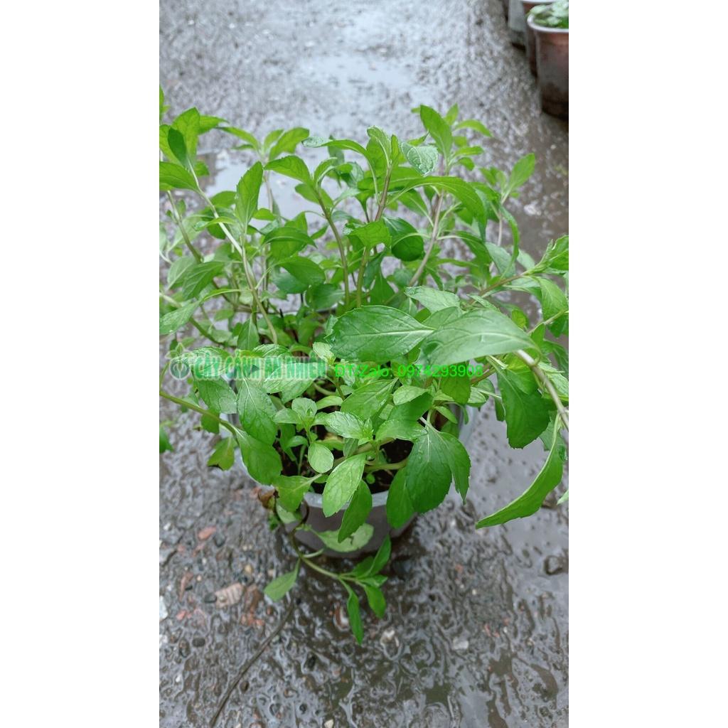 Bạc Hà Tiêu Peppermint