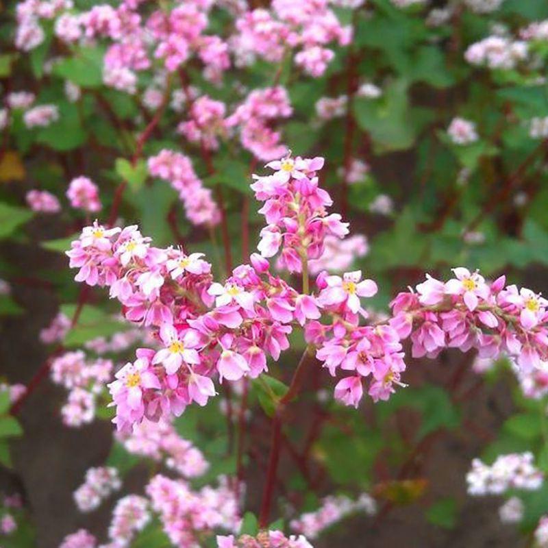 Hạt giống hoa tam giác mạch Mix - gói 10gram