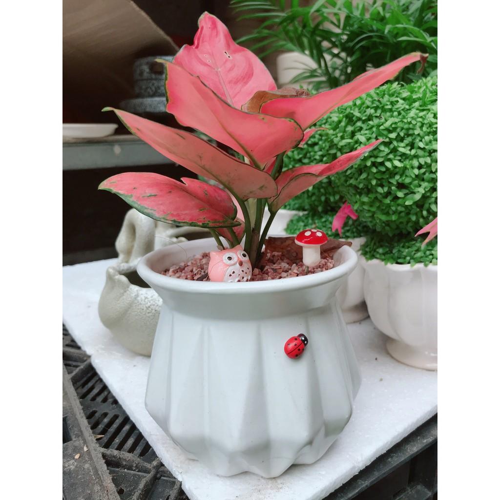 Chậu vạn lộc