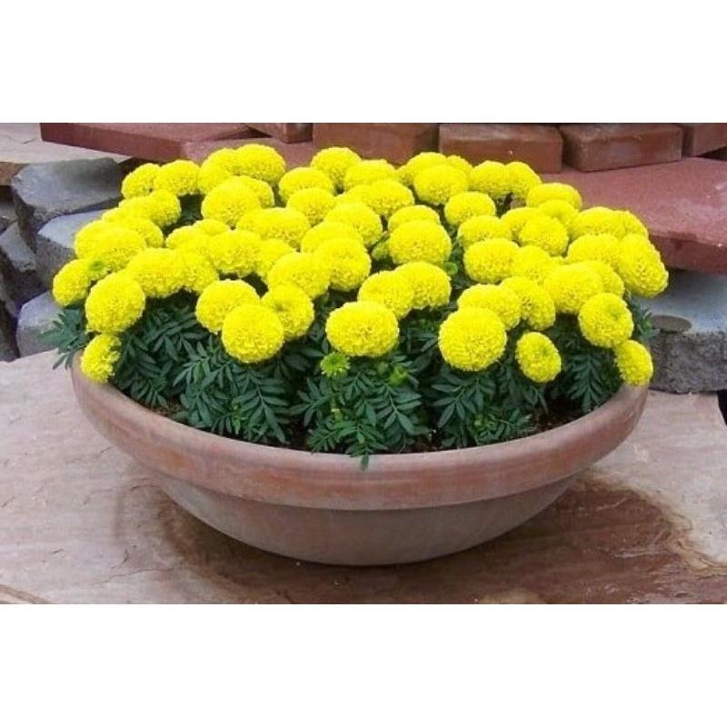 Hạt Giống Hoa Vạn Thọ Vàng Cam, Vàng Chanh F1 0.1g