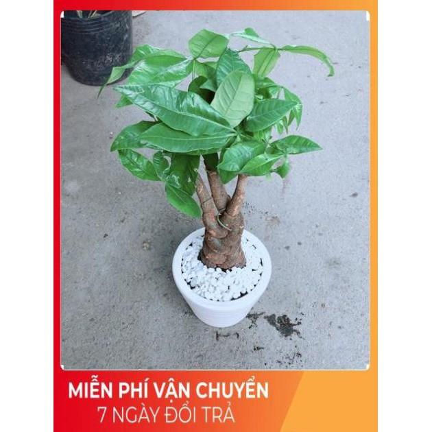 Chậu Kim Ngân 3 Thân Thắt Bính