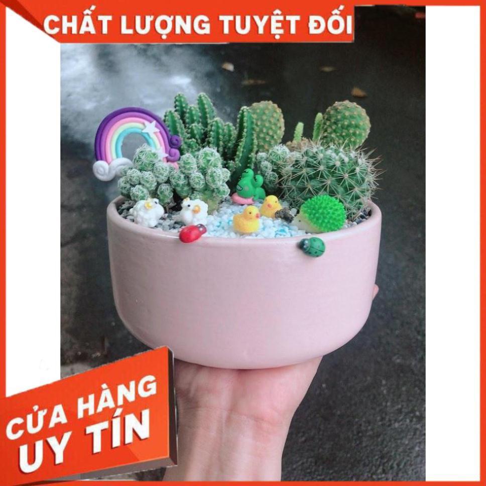 Chậu xương rồng tiểu cảnh Nhiều Người Mua