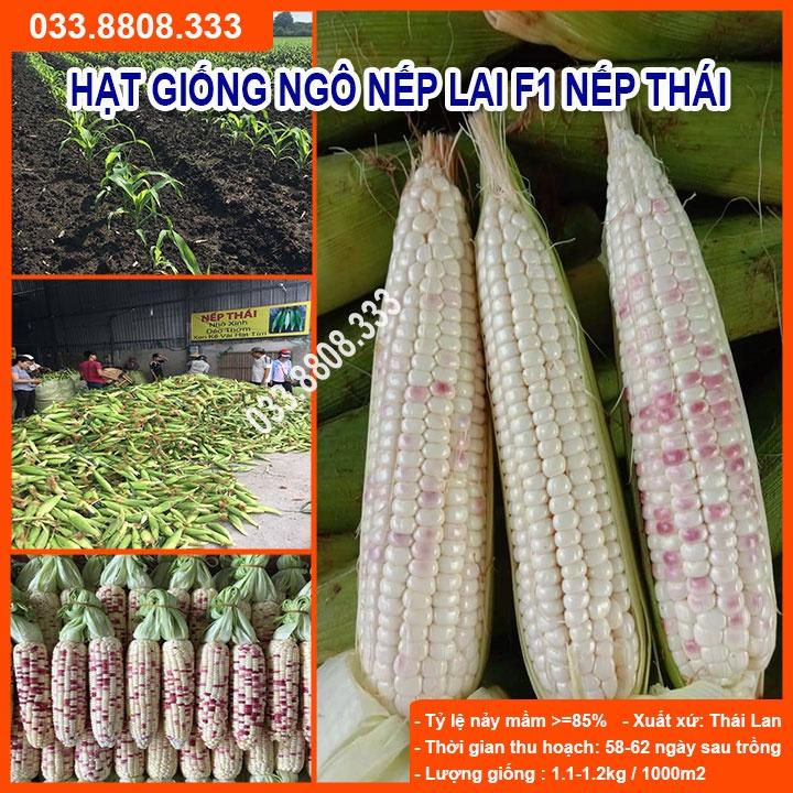 Hạt Giống Ngô Tím Trắng Nếp Lai Nova 100gram