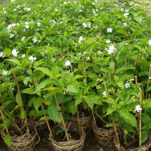CÂY giống HOA NHÀI TÂY