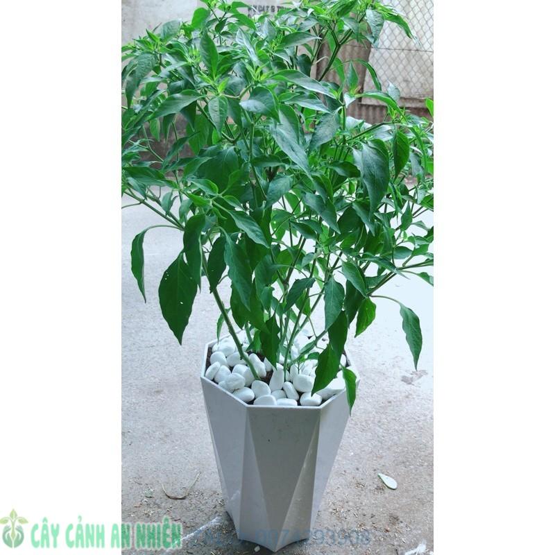 Chậu Ớt Hiểm
