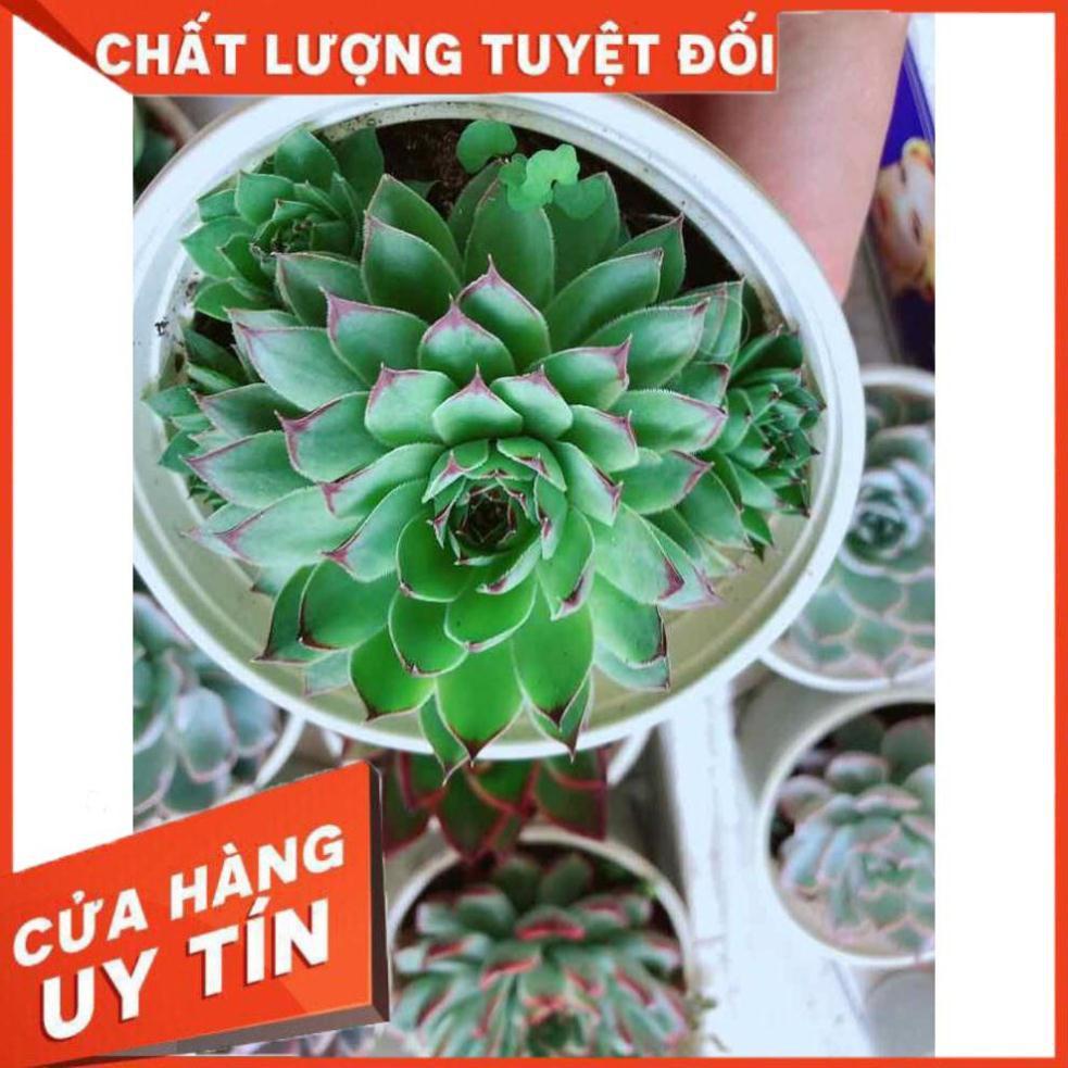 Sen đá phật bà Nhiều Người Mua